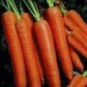 Carrots “Nantes Fancy”