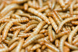 Live Meal Worms