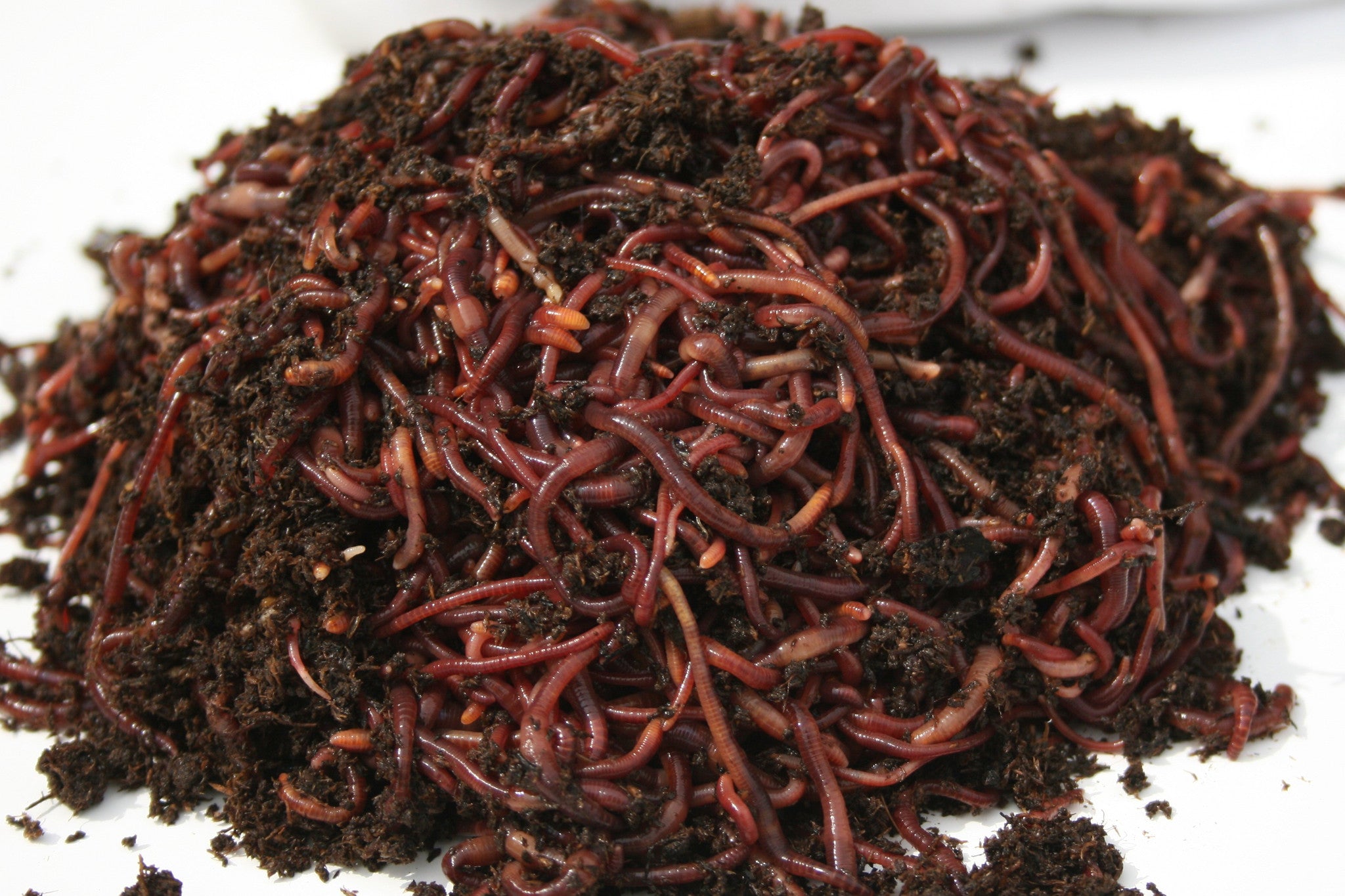 1000 Composting Worms