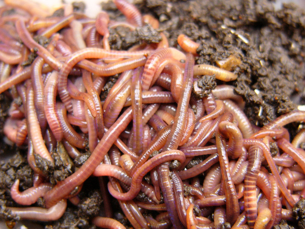 250 European Night Crawlers – Composting Worms
